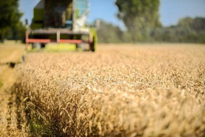 Auch heute ist Weizen in der EU durch eigenen Anbau und fehlende Zölle günstiger als Mais aus den USA.